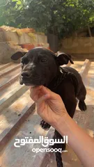  7 بيتبول بلاك نوز جروتين pitbull black nose puppies