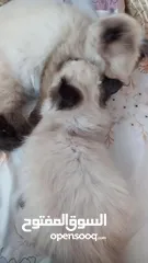  2 قطط هملايا للبيع ذكر وانثى