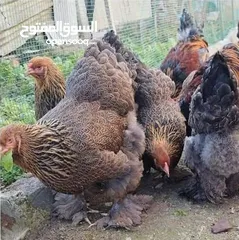  11 بيض سلالات دجاج نادره مستورده