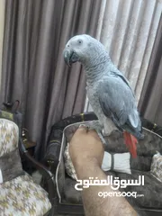  5 كاسكو فرخ  عمرو 9 اشهر  لسة ولا غيار  بحكي 3 كلمات بخربط كلام كتير ونغمات ورنات تلفون  سوبر سوبر