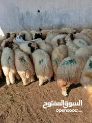  1 ذبيح للبيع طيبه سمان عزيمه ثلاجه خرفان طيبة هرفي جذع وتساب اتصال لتوصيل جميع مناطق قطر سوري بلدي