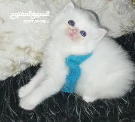  9 قطط شيرازي مكس  ام انجورا تركي واب شيرازي عمر شهر ونص للبيع