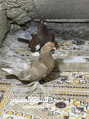  6 كرنكو مخاليف مفولات