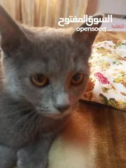  1 قط ذكر للتبني