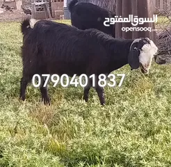  5 بسم الله ما شاء الله بالصلاة والسلام على رسول الله تبارك الرحمن متوفر غنم شامي للبيع