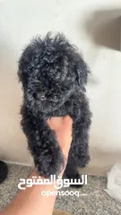  1 Pure toy poodle