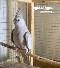  1 beautiful,  clean and healthy female cockatiel