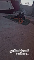  2 كلبه جيرمن شيبرد كسحه و شعر طول العمر 8 أشهر بصحه ممتازه