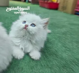  9 همالايا اقرا الوصف