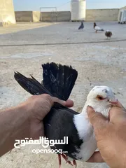  8 كوم حمام للبيع