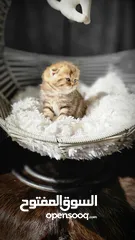  16 Scottish fold for reservation