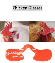  1 نظارات دجاج البياض ؛ Chicken glasses