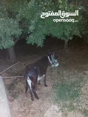  3 كره  للبيع قطعه نضيفه