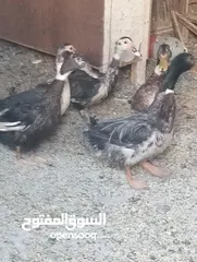 1 متوفر بط عدد خمسه  على الكوم 25 دينار شغلات