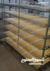  12 استنبات شعير  شعير مستنبت Sprouted   صواني استنبات شعير Barley germination barley