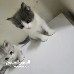  6 قطط شيرازي تركي صغيره للبيع kittens shiraze turkey for sale