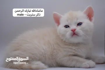  8 سكوتش كيتن فولد وستريت الوان مميزه ليلك ومشمشي وغيرها 15 كيتن