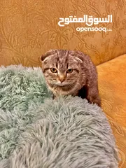  2 قطه سكوتش فولد