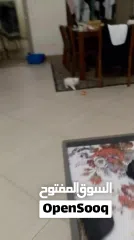  8 beautiful kitten 2 month old for sale