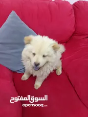  9 تشاو تشاو عدد 3 للبيع