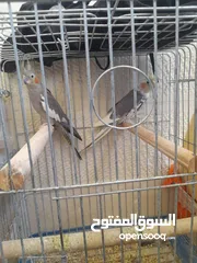  2 متوفر طيور كوكتيل صحة و نظافة