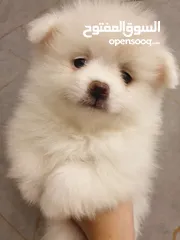  5 جراء بوميريان اصغر حجم تيكب