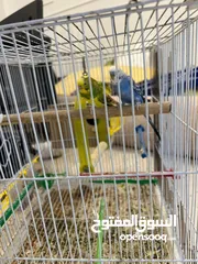  3 إقرأ الوصف