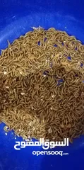  1 دود الميل ورم(قبابي) mealworm