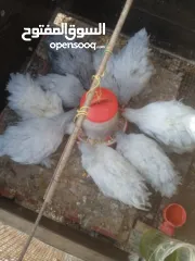  1 دجاج كوتشينا لفندر