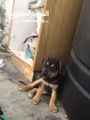  2 مكس بيتبول وجيرمن للبيع