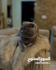  3 قطط سكوتش فولد للبيع بيور