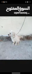  1 كلب لولو فوكس للبيع عمر سنة وثلاث شهور ماخذ جميع المطاعيم مدرب واليف على الصغار والكبار
