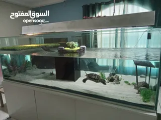  3 Very Large Aquarium (250cms L x 120cms H)