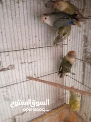  21 طور روز  ألوان بتجنن الله يبارك لصاحب النصيب. روز البينو عين حمرا. البينو بيور من انناحي