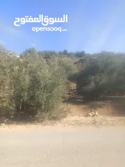  12 ارض زراعيه في بلعا دير الغصون