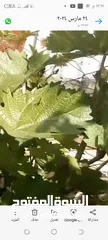  11 عنب للورق و الثمر تقليم