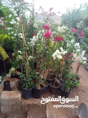  7 مشاتل الرويال لزراعه ومتابعه الاشجار