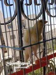  2 طيرة كنار مفتلة جنوبي انتاج اردني للبيع