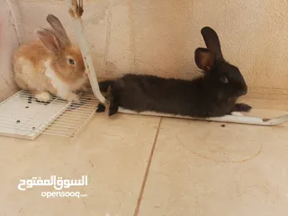  4 ارانب  lion head ذكور نوعهم راس الاسد Rabbits