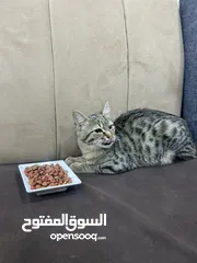  3 سكوتش العمر 4 شهور