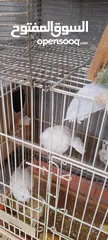  2 جوز كوكتيل البينو تحته فراخ