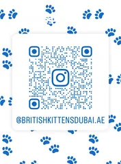  4 Scottish British shorthair longhair kittens British shorthair Scottish fold kittens Scottish