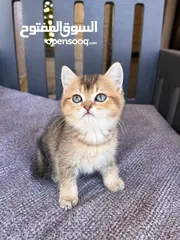  2 قطط سكوتش فولد للبيع