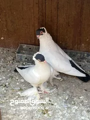  7 حمام زواج زق