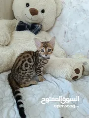  6 Bengal kittens