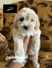  3 جراء فرينش تيرير للبيع