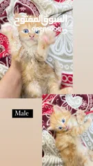  1 Persian kitten for sale