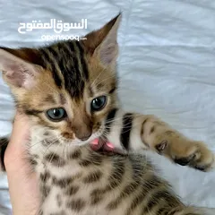  3 Bengal kittens available