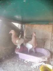  3 جوزين يهودي جوز اصفر وجوز احمر على صفره