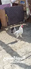  4 المشروع بيع الدجاج العماني والخارجي المتواجد في مزرعتنا